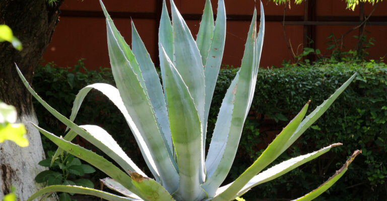 These Heat-Smart Plants Make California Yards Look Better As Summer Gets Closer
