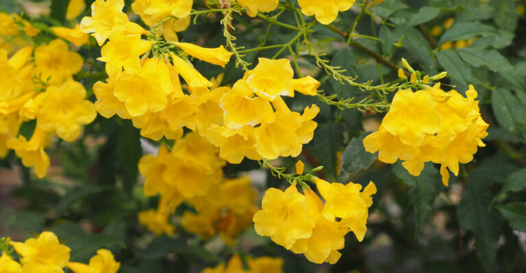 plant (featured image)