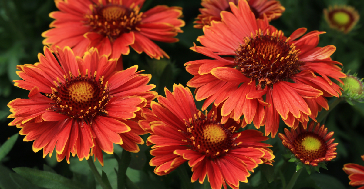 plant (featured image)