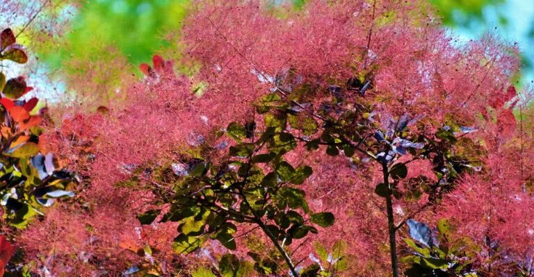 These Hydrangea Alternatives Handle Oregon Dry Spells Better