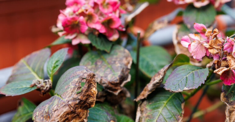 These Hydrangea Mistakes Show Up Fast In Oregon Summer Gardens