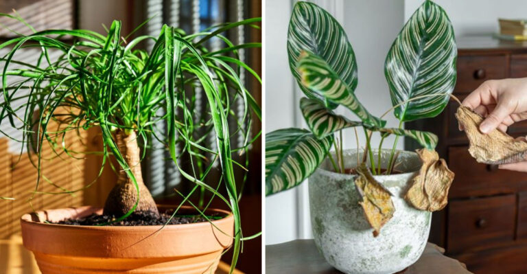 ponytail palm and calathea