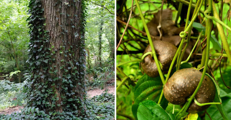 These Invasive Vines Are Spreading Through Georgia Yards And Tree Lines