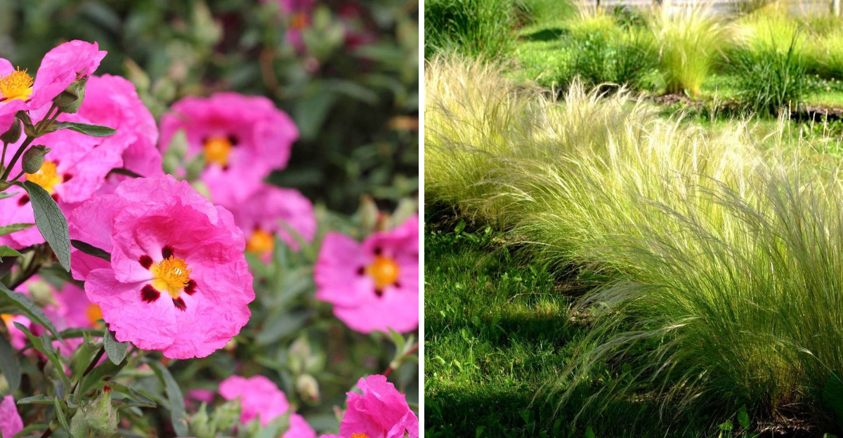 rockrose and mexican feather grass