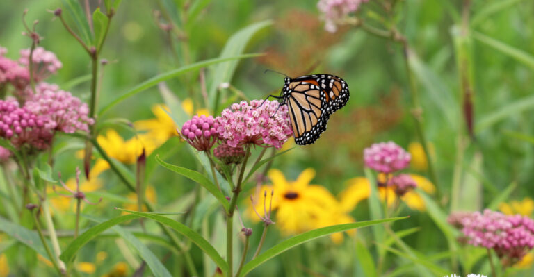 butterfly on pink flower