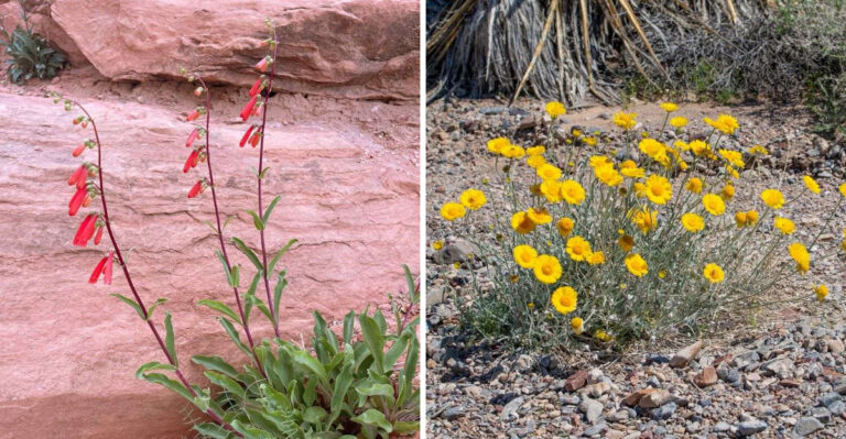 These Native Arizona Plants Make Your Yard Look Expensive — And They Practically Take Care Of Themselves