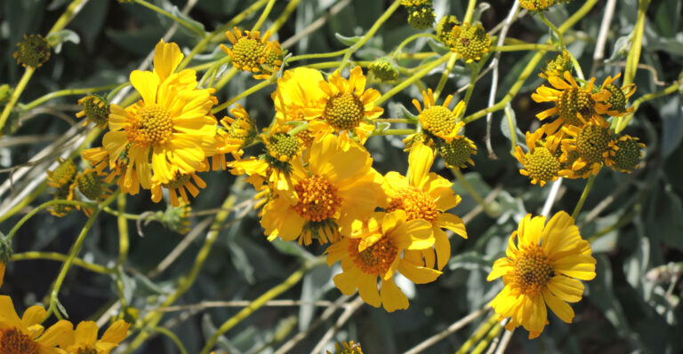plant (featured image)