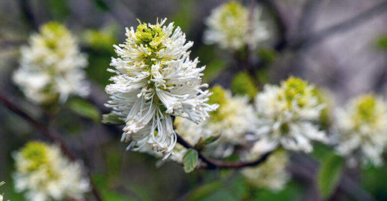 plant (featured image)