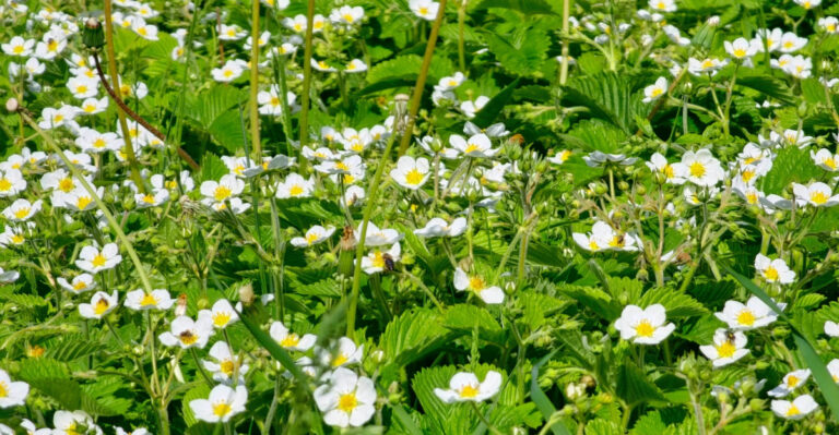 These Native Groundcovers Spread Fast Without Taking Over California Yards