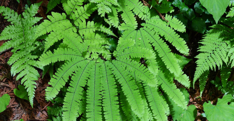 These Native Oregon Ferns Are So Dense Weeds Simply Can’t Break Through