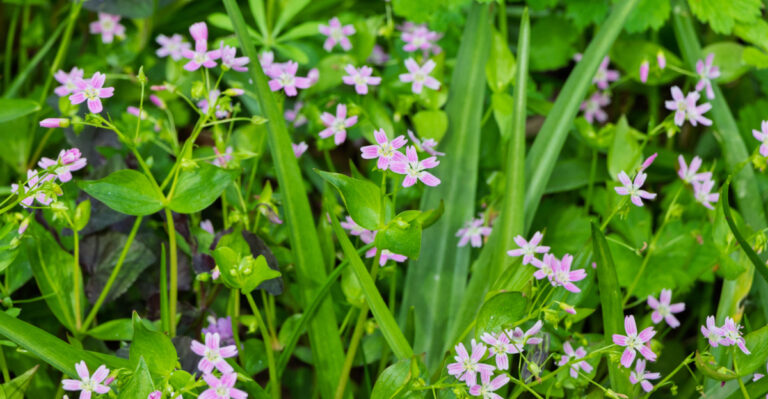 These Native Oregon Groundcovers Outperform Mulch In Full Shade Without Any Watering