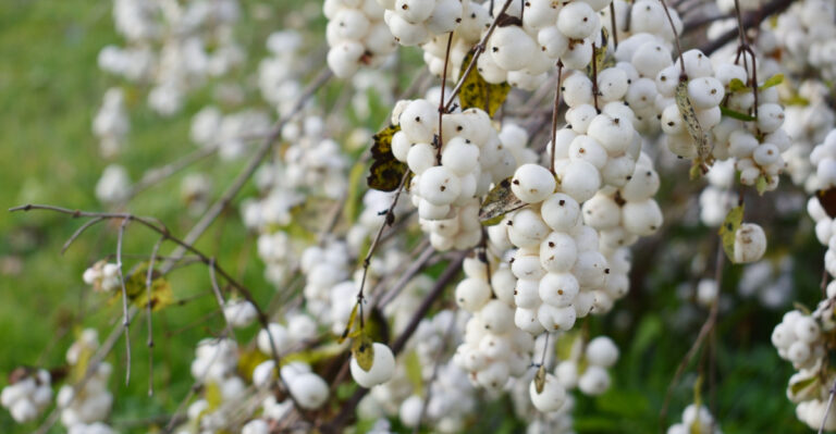 These Native Oregon Plants Do Everything Burning Bush Does Without The Invasive Problems