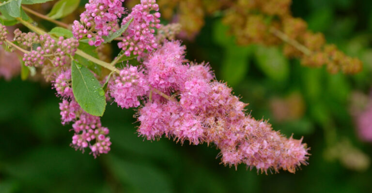 These Native Oregon Shrubs Are So Dense Weeds Simply Can’t Break Through