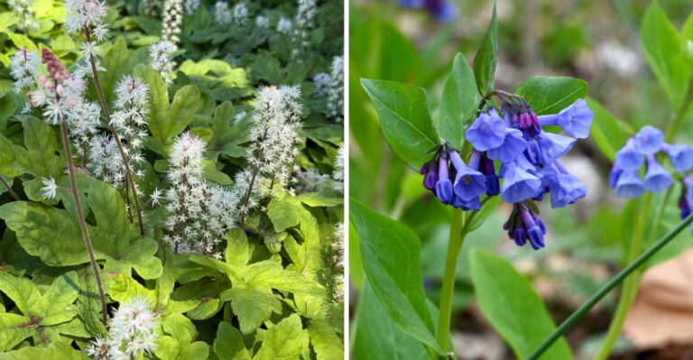 foamflower and virginia bells
