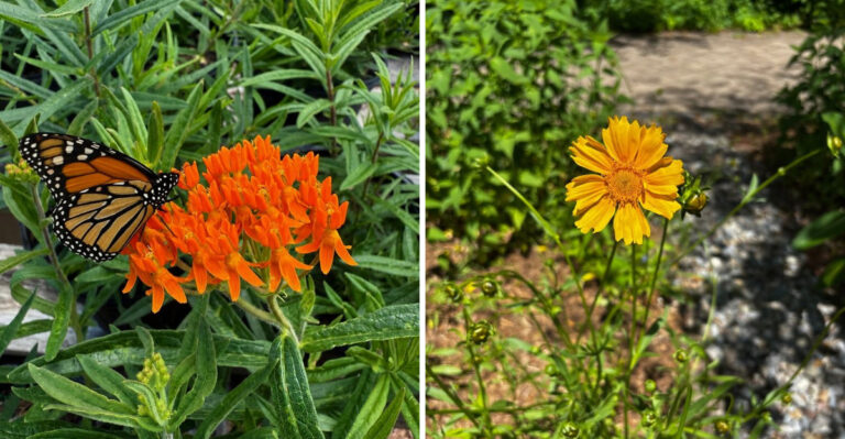 butterfly weed and coreopsis