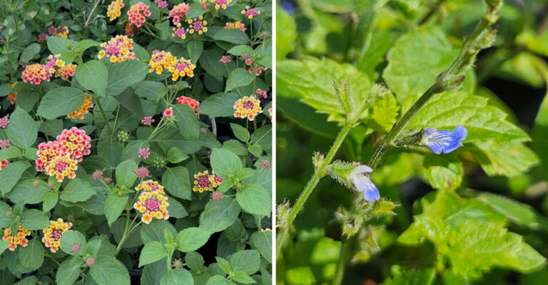 These Native Texas Ground Covers Never Need Replacing No Matter How Hot It Gets