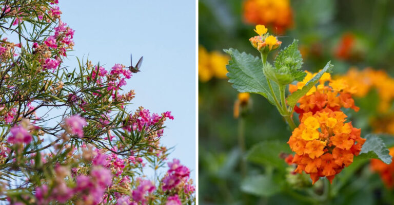 desert willow and texas lantana