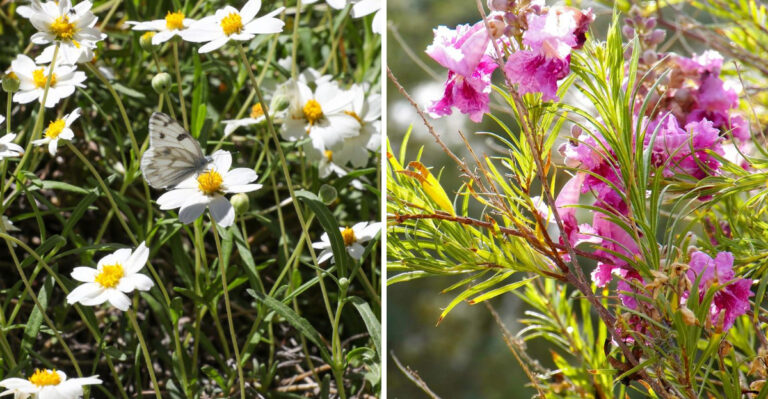 blackfoot daisy and desert willow