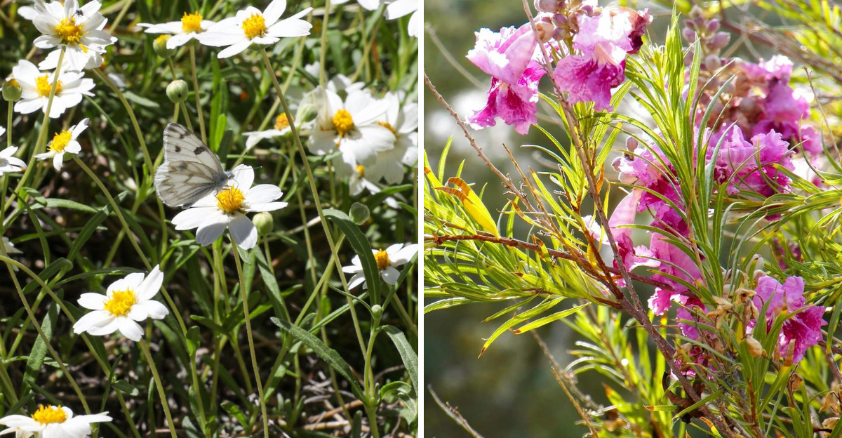 blackfoot daisy and desert willow
