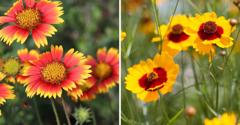 indian blanket and plain coreopsis