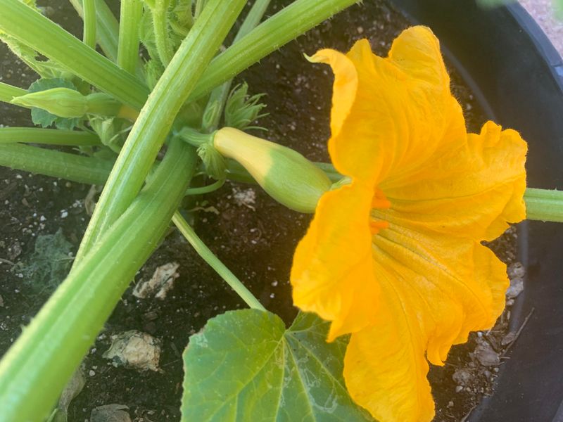 These Nighttime Invaders Are Eating Your California Squash Blossoms At Night These Nighttime Invaders Are Eating Your California Squash Blossoms At Night