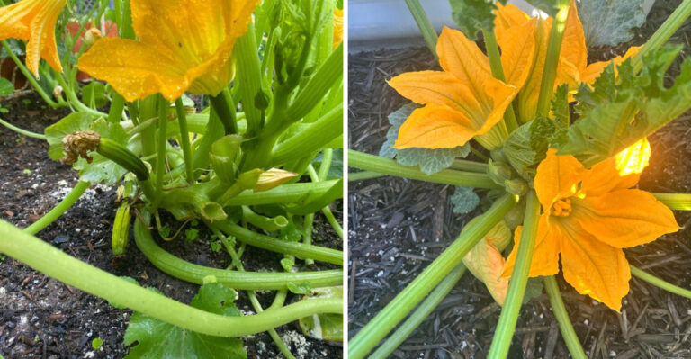 These Nighttime Invaders Are Eating Your California Squash Blossoms At Night