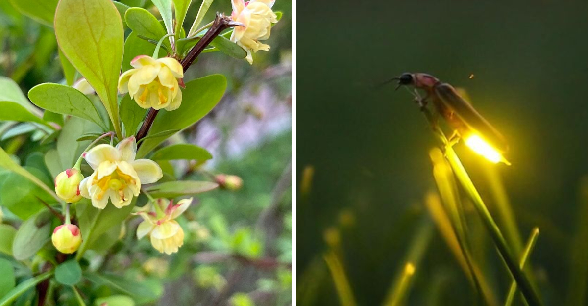 Barberry and firefly