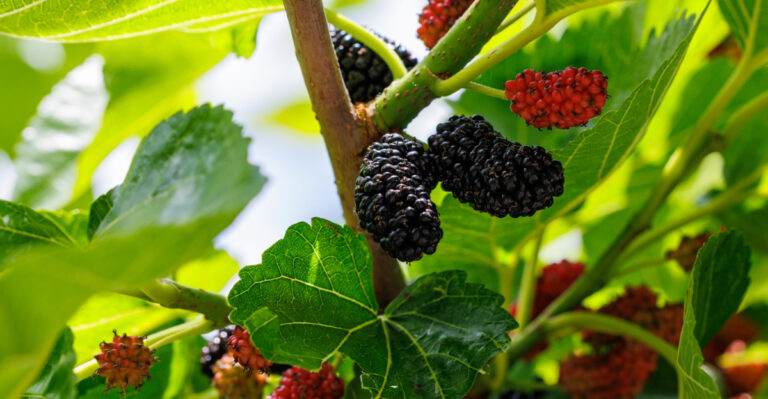 These Oregon Backyard Trees Give You Fruit, Shade, And Privacy At Once