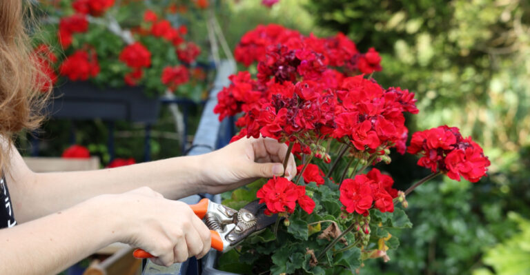 These Oregon Flowers Need Spent Blooms Removed In July To Keep Blooming Until Fall