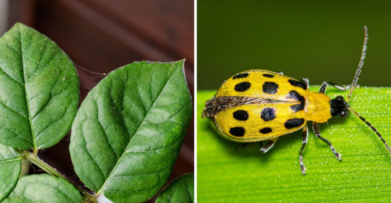 These Oregon Garden Pests Get Worse In July If You Ignore Them