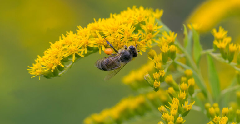 These Oregon Garden Plants Help Native Bees Survive The Summer Flower Gap