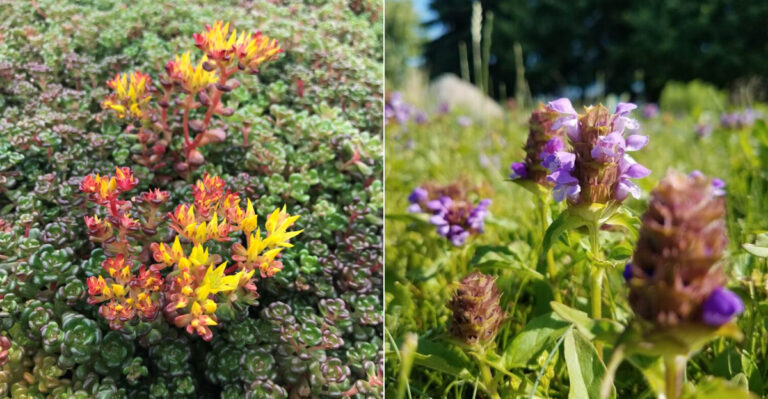 These Oregon Native Plants Outperform Weed Fabric In Every Part Of The Garden