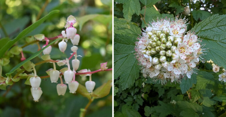 These Oregon Natives Can Outperform Barberry Without Creating The Same Tick-Friendly Thickets