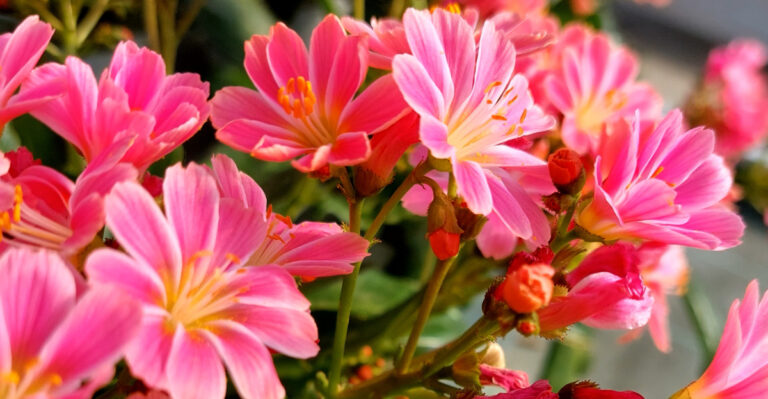 These Oregon Perennials Outperform Dahlias With A Fraction Of The Work And Summer Watering