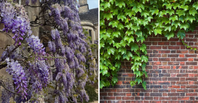 These Oregon Plants Could Be Destroying Your Foundation (And What To Plant Instead)