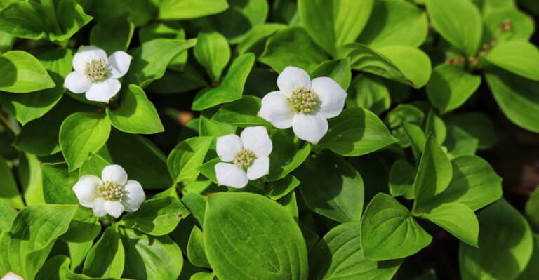 These Oregon Plants Suppress Weeds In The Spots Most Gardeners Have Completely Given Up On