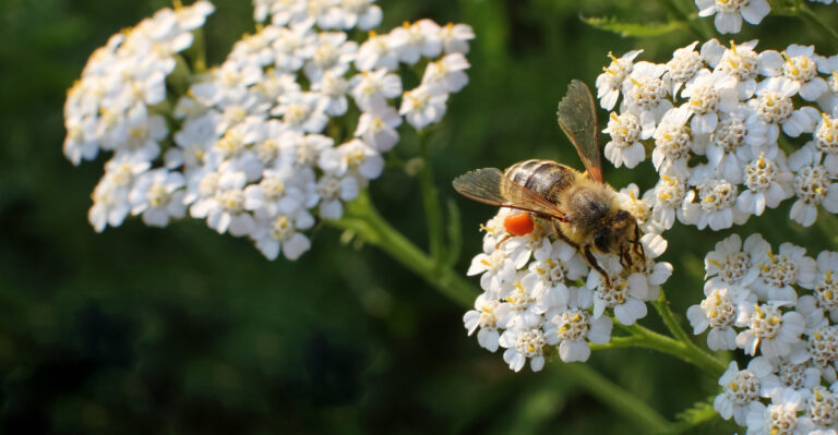 These Oregon Pollinator Plants Start Pulling Their Weight In June