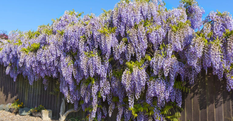 These Oregon Privacy Plants Can Cause Problems If Planted Too Close To A Fence