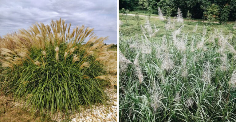 These Ornamental Grasses Are No Longer Welcome In Oklahoma And Here’s Why