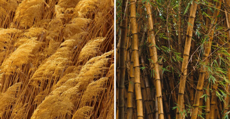 These Ornamental Grasses Are On Rhode Island’s Removal List And Here’s Why