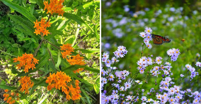 These Pennsylvania Garden Plants Handle Drought Conditions Better Than Anything Else Right Now