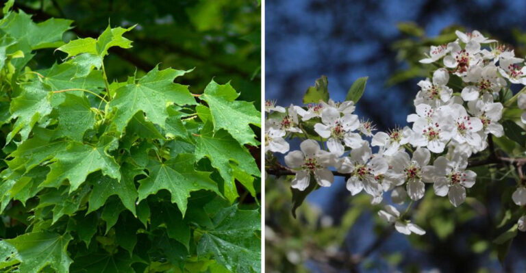 norway maple and bradford pear