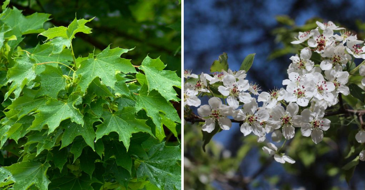 norway maple and bradford pear