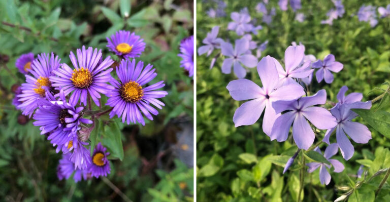 new england aster and woodland phlox