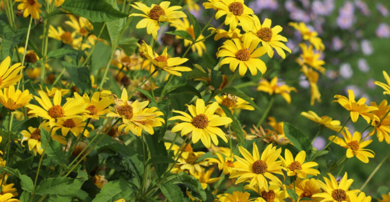 These Pennsylvania Native Wildflowers Outperform Annuals In Heat And Come Back Every Year For Free