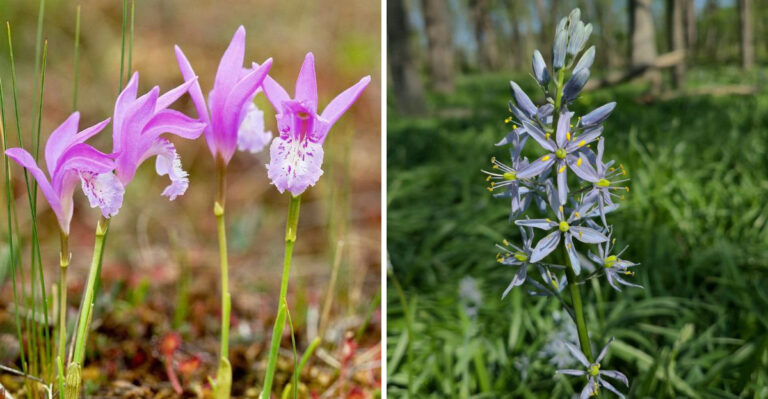 Dragon's-Mouth Orchid and Wild Hyacinth
