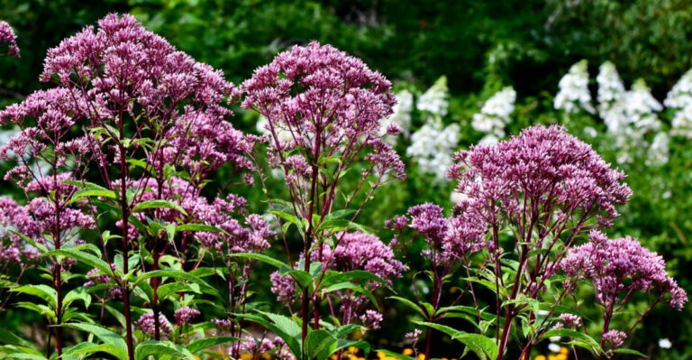 These Pennsylvania Wildflowers Handle Wet Clay Soil Better Than Any Garden Plant