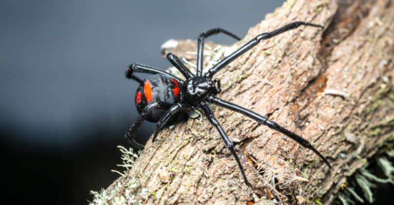 These Pennsylvania Yard Mistakes Can Attract More Black Widows To Your Home