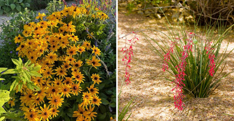 black eyed susan and red yucca
