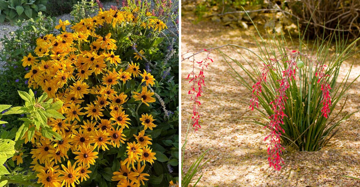 black eyed susan and red yucca